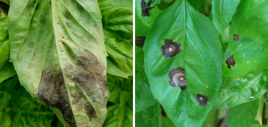 How to Treat Black Spots on Basil Leaves