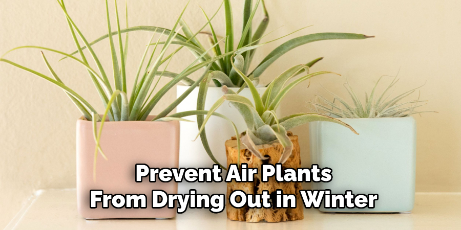 Prevent Air Plants From Drying Out in Winter
