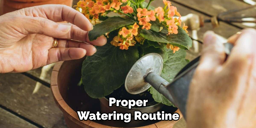 Proper Watering Routine