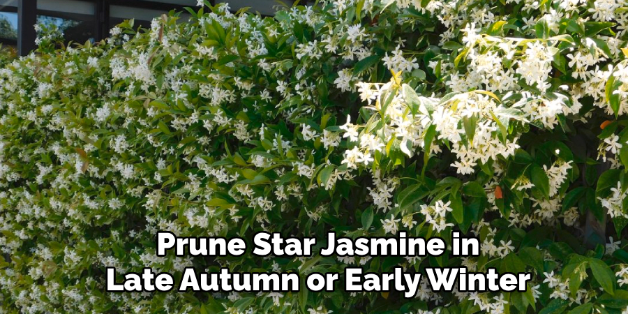Prune Star Jasmine in Late Autumn or Early Winter