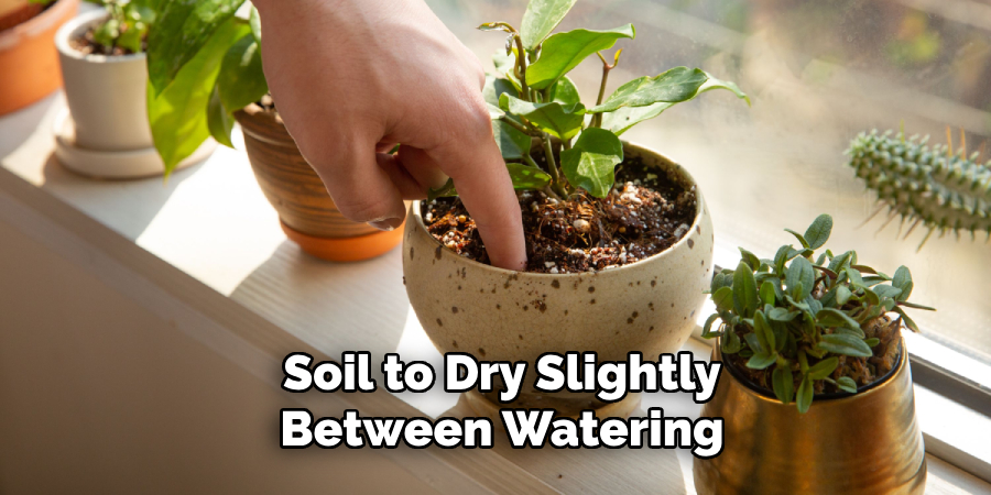 Soil to Dry Slightly Between Watering