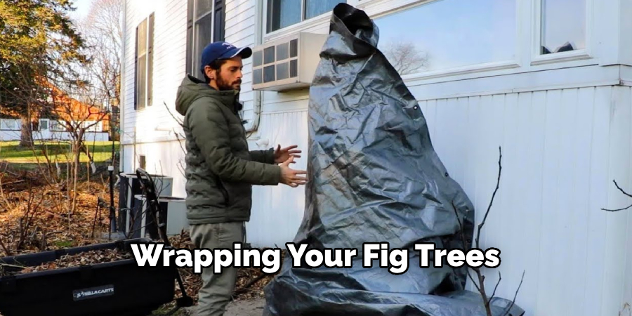 Wrapping Your Fig Trees