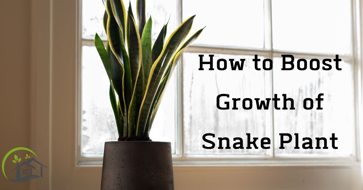 How to Boost Growth of Snake Plant