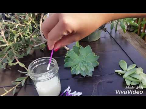 How to Clean Succulent Leaves