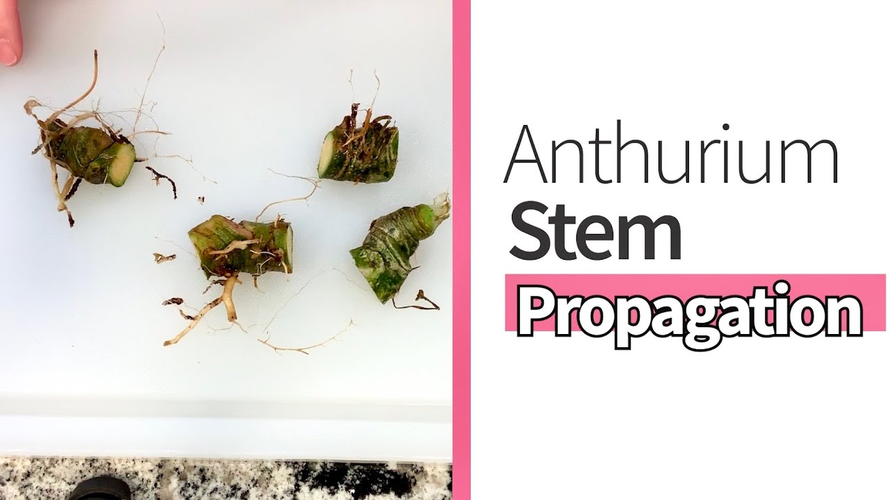 How to Cut Anthurium for Propagation