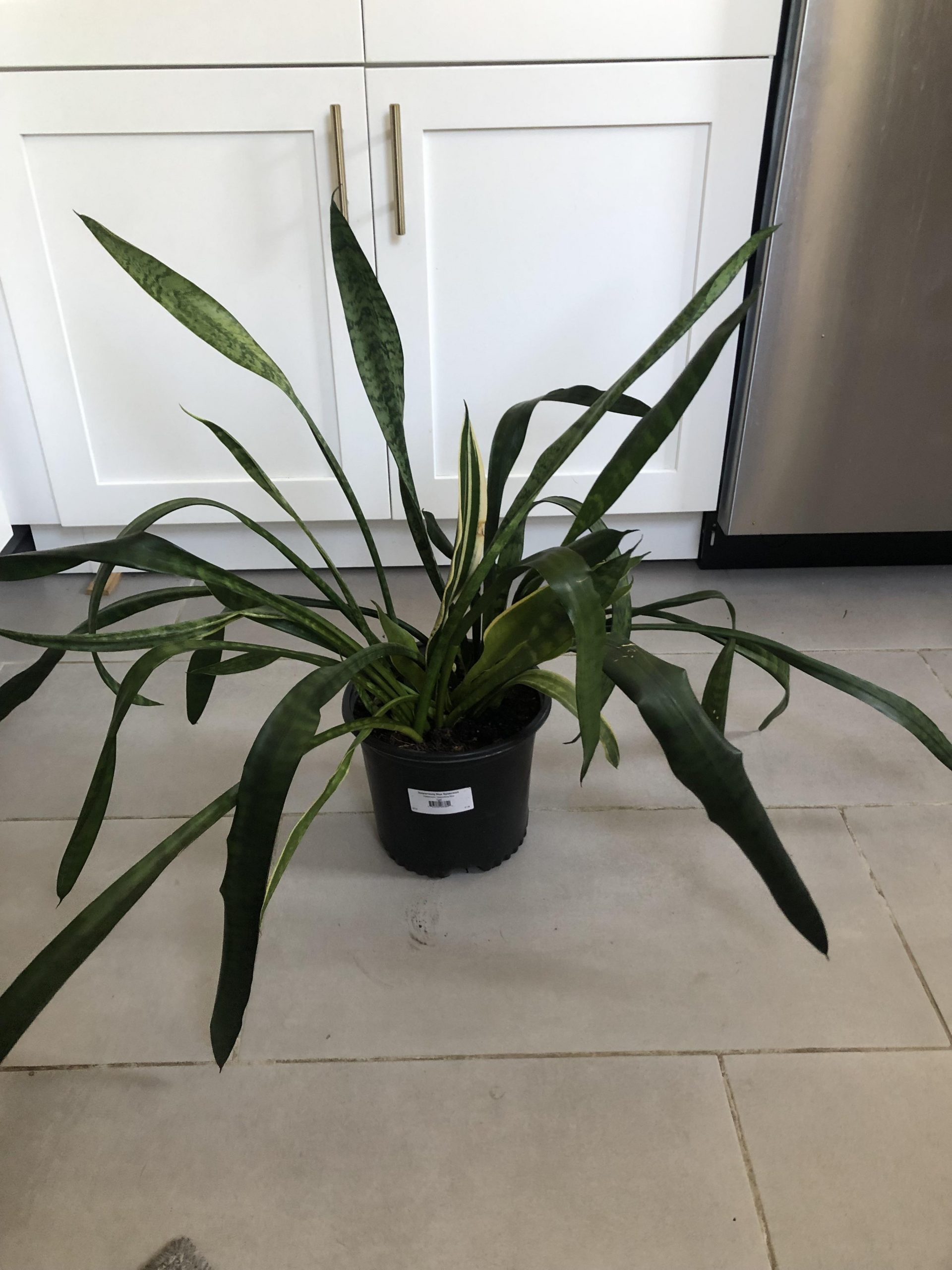 How to Fix Snake Plant Drooping