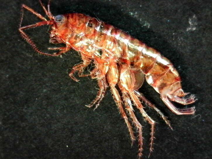 How to Get Rid of Lawn Shrimp