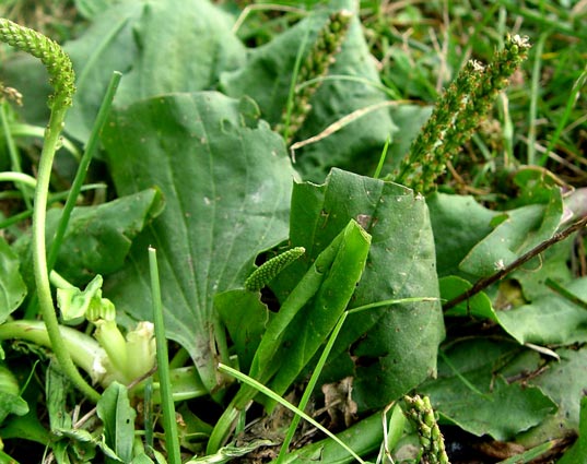 How to Get Rid of Plantain Weeds