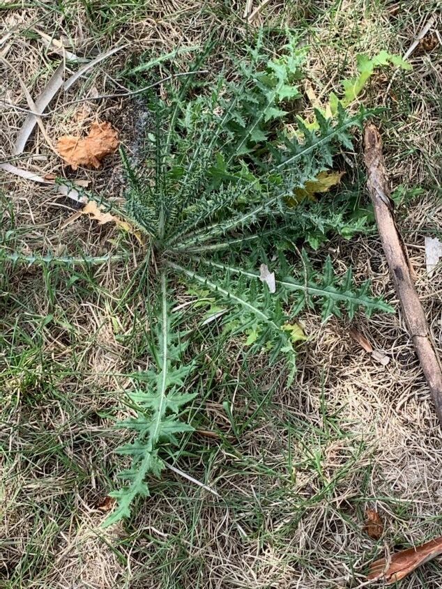 How to Get Rid of Thorns in Yard