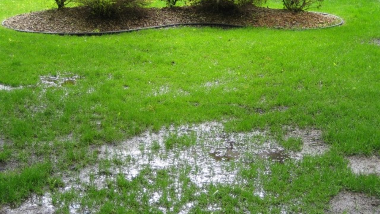 How to Get Rid of Water Grass in Lawn