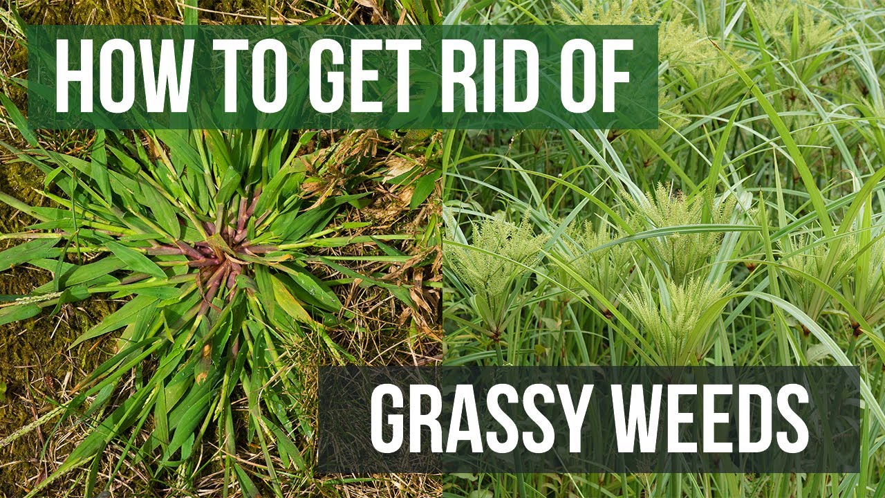 How to Get Rid of Weeds That Look Like Grass