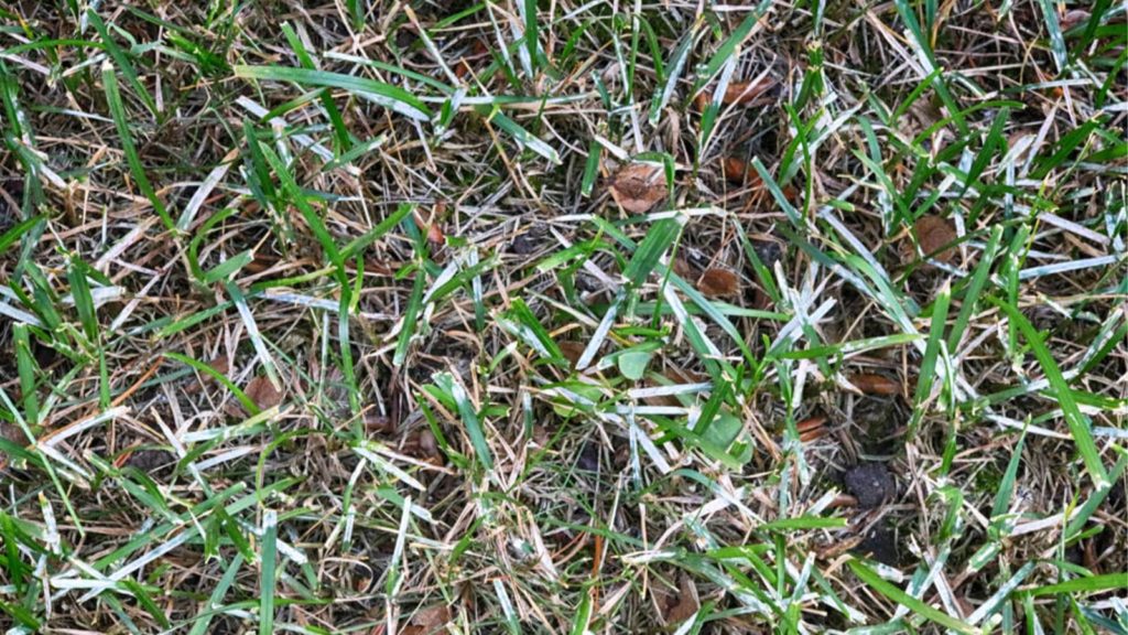 How to Get Rid of White Grass