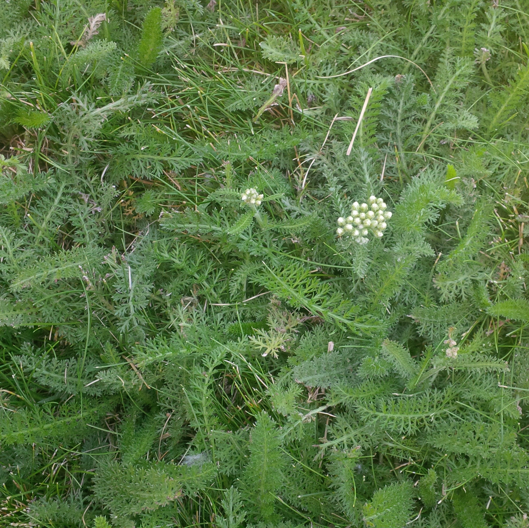 How to Get Rid of Yarrow in Lawns