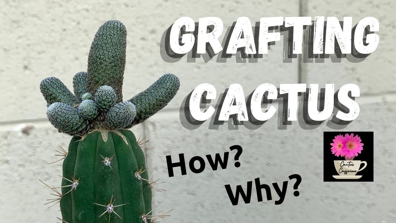 How to Graft a Cactus