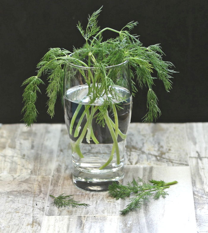 How to Grow Dill in Water