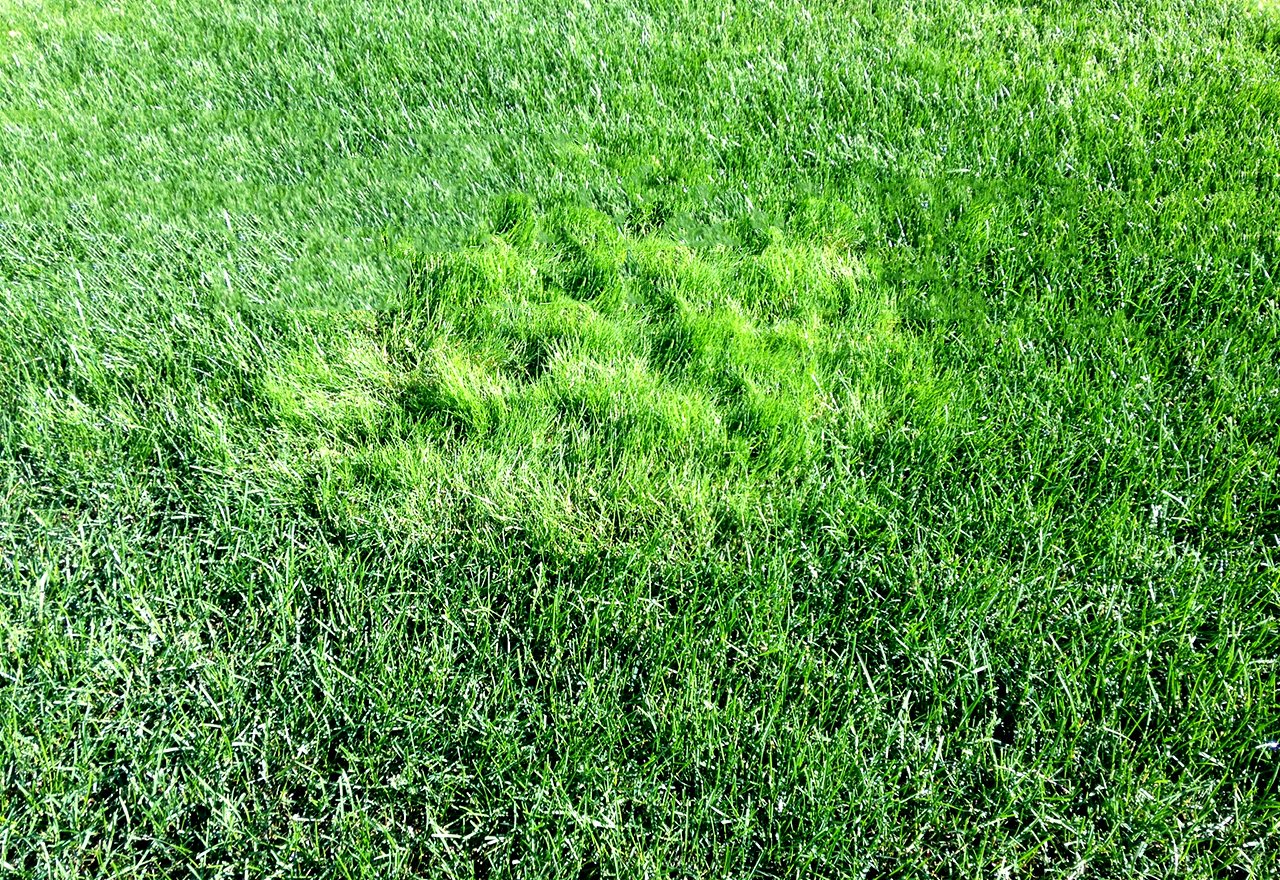 How to Identify Creeping Bentgrass in Your Lawn