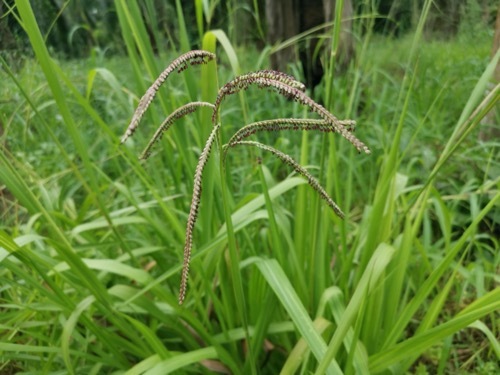 How to Identify Dallisgrass