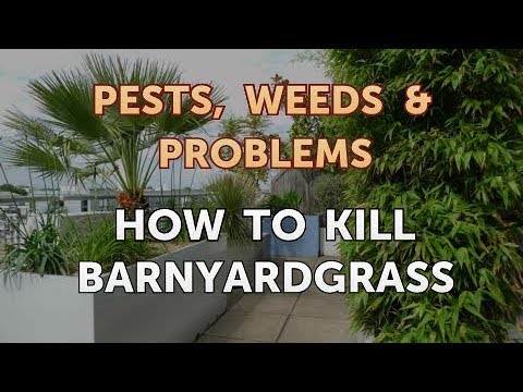 How to Kill Barnyard Grass