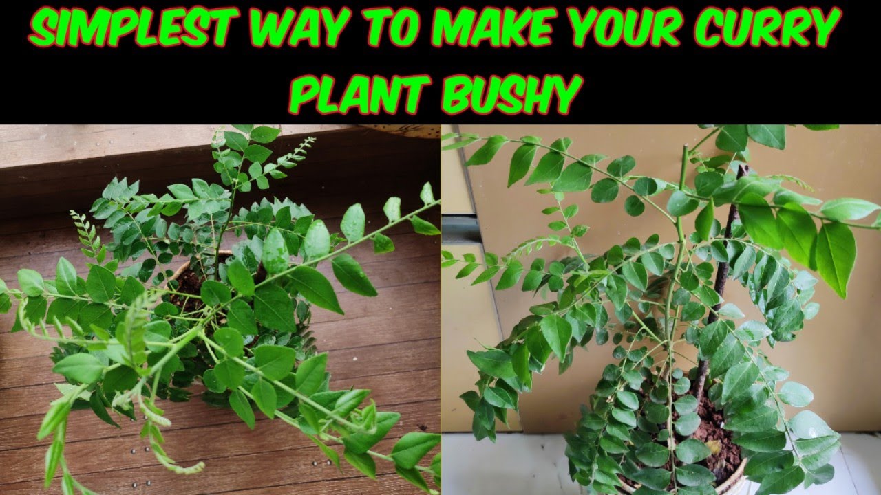 How to Make Curry Leaf Plant Bushy