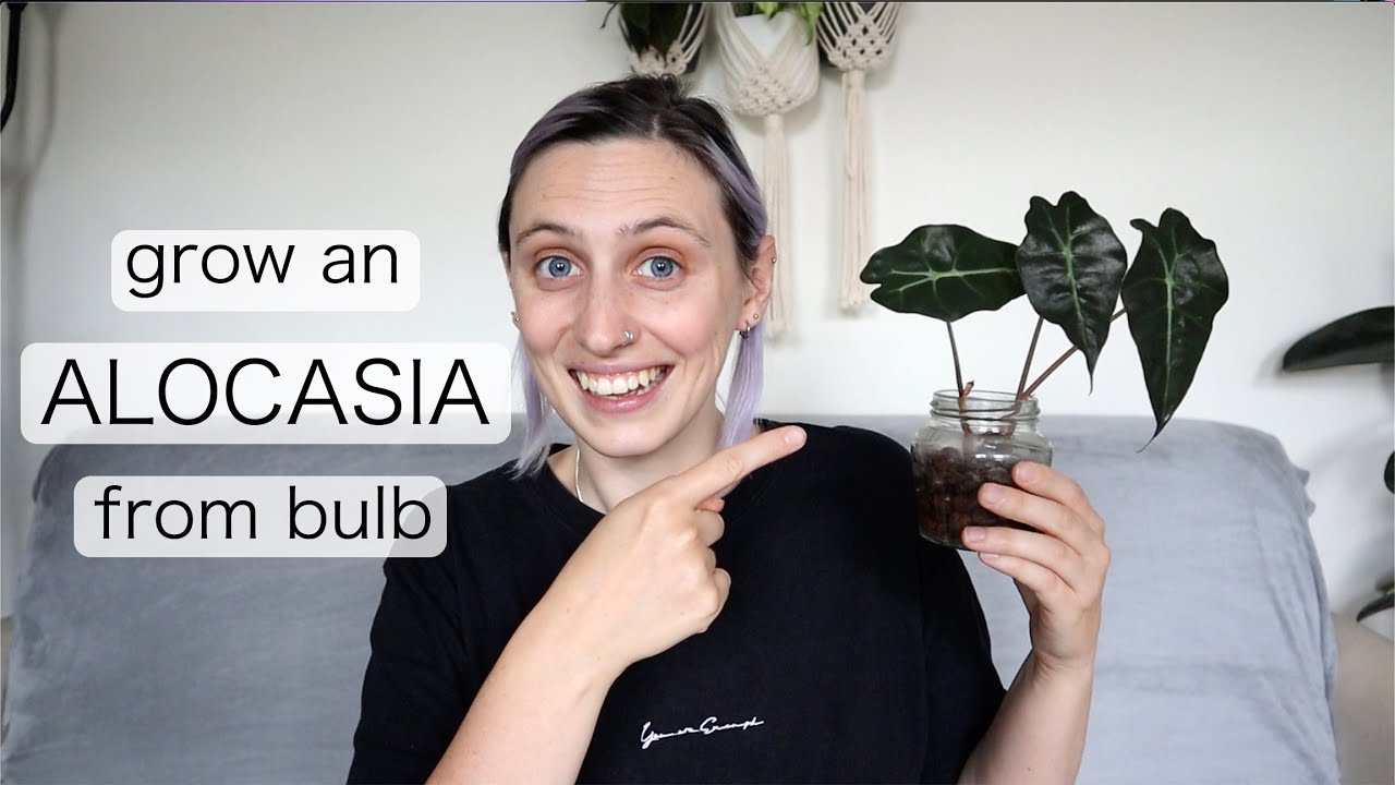 How to Plant Alocasia Bulbs