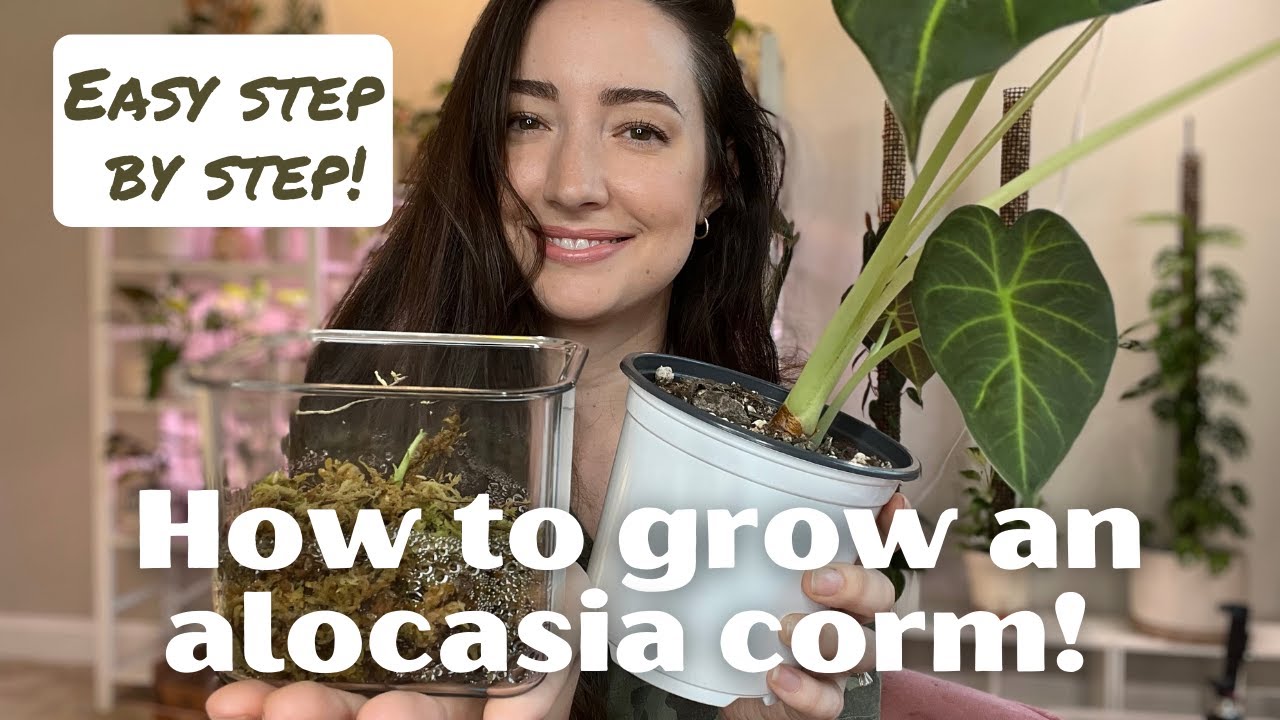 How to Plant Alocasia Corms