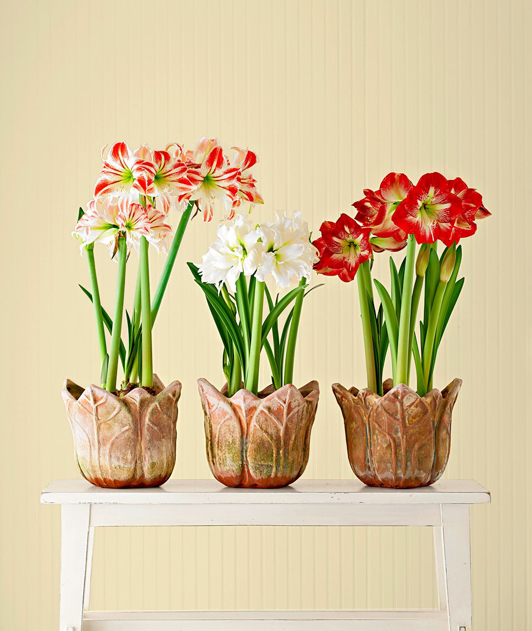 How to Plant Amaryllis Bulbs in a Pot