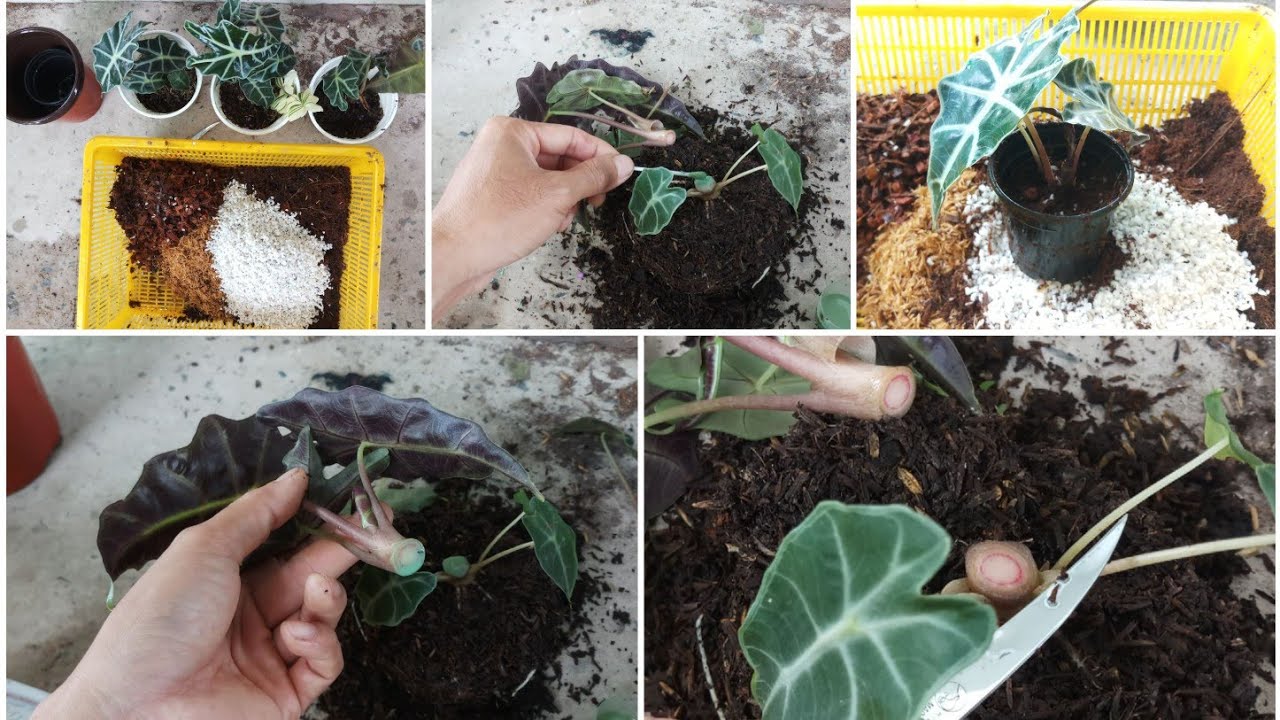 How to Propagate Alocasia from Cuttings