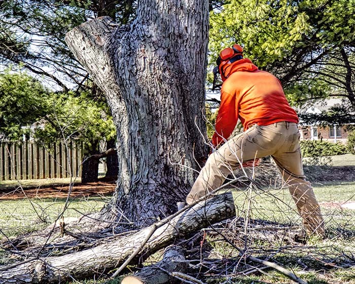 How to Remove Dead Tree from Yard