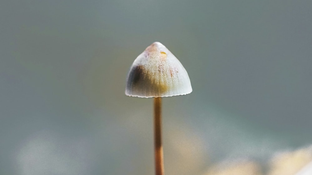 How to Remove Mushrooms from Potted Plants