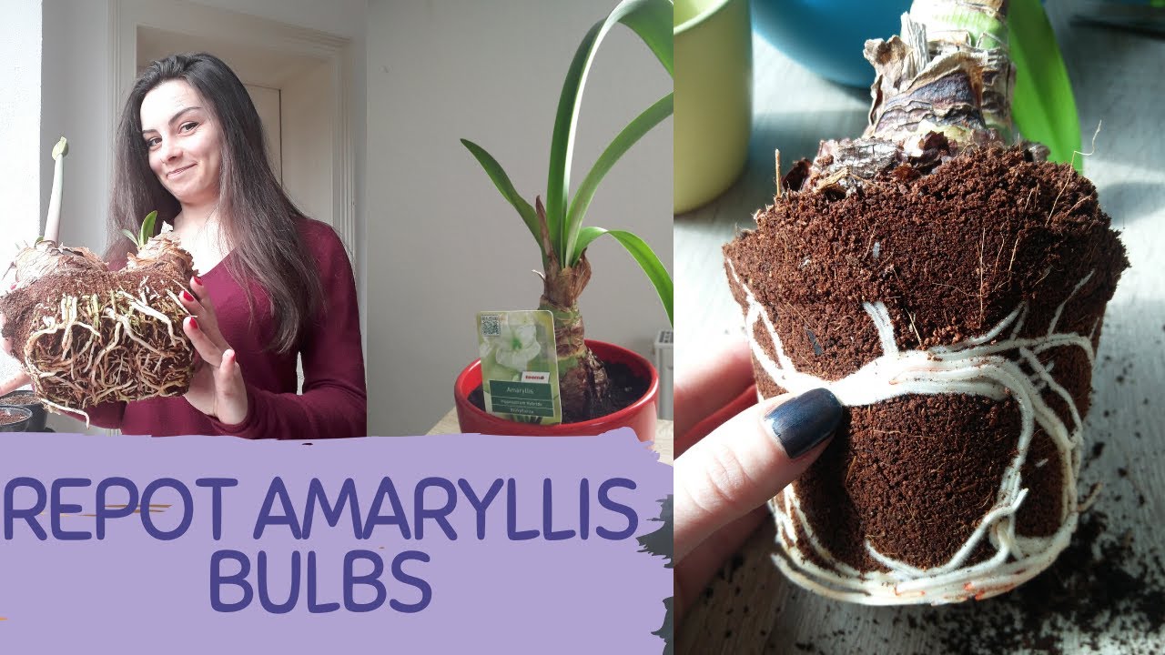 How to Repot Amaryllis