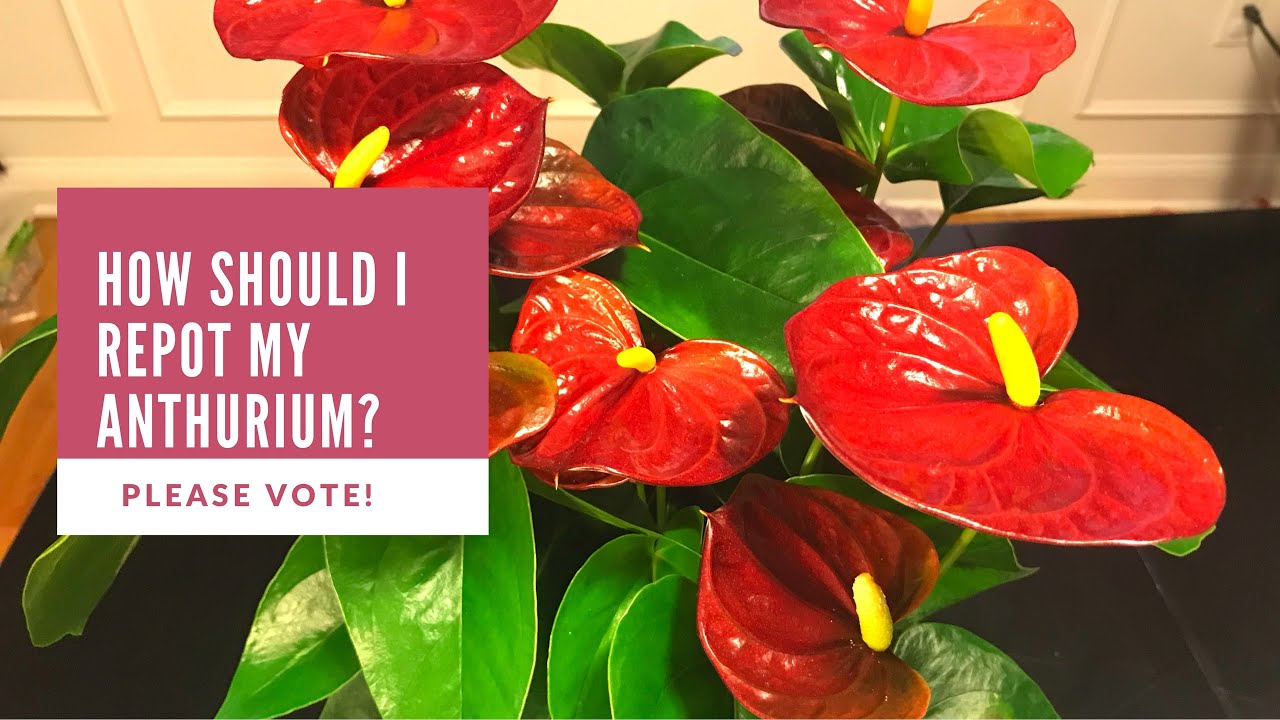 How to Repot Anthurium