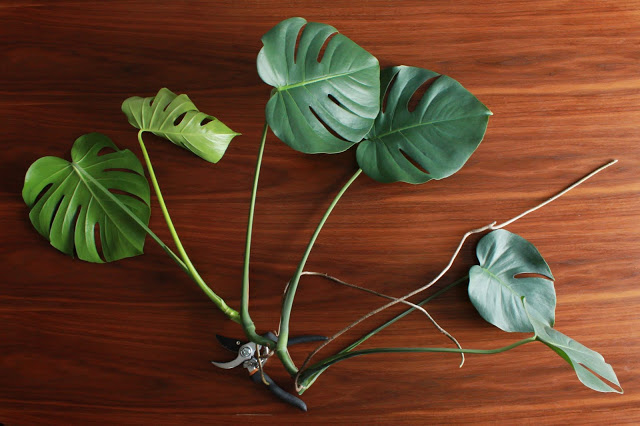 How to Root a Monstera Plant