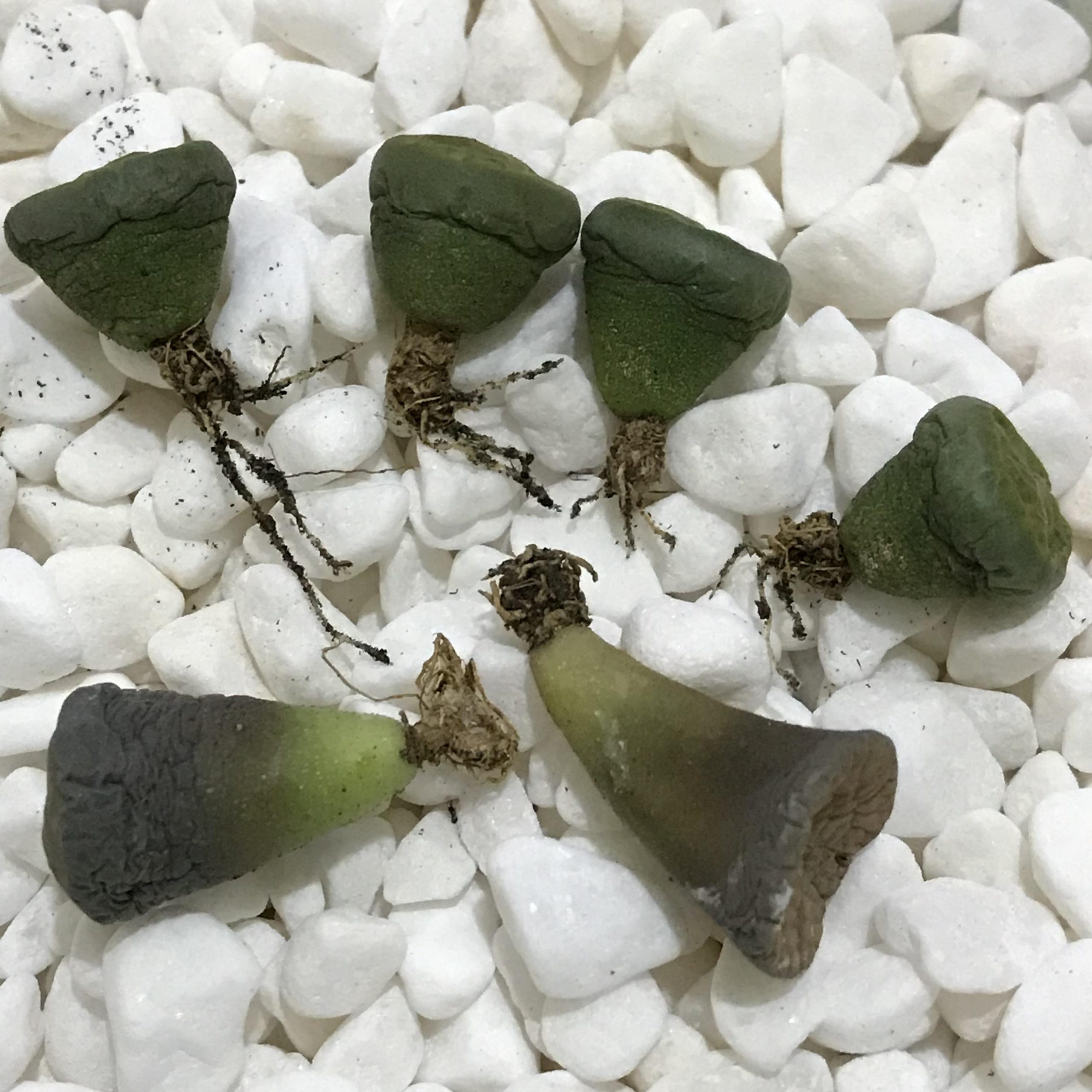 How to Root Lithops