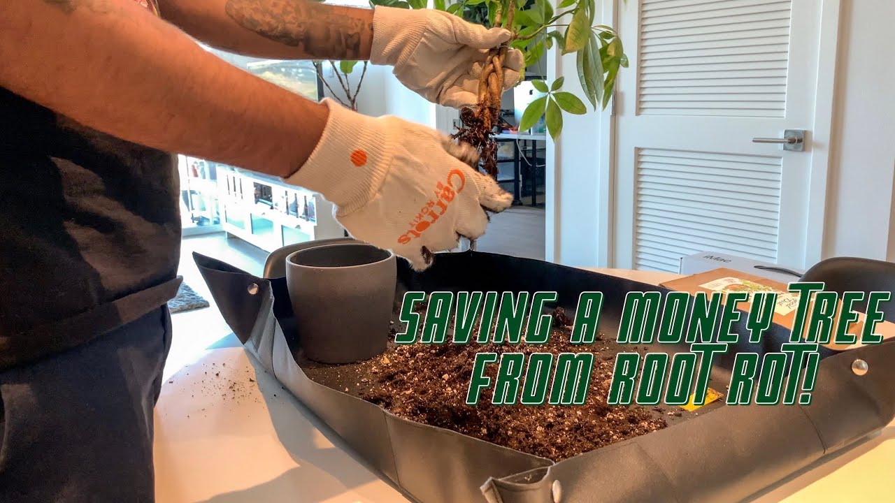 How to Save a Money Tree from Root Rot