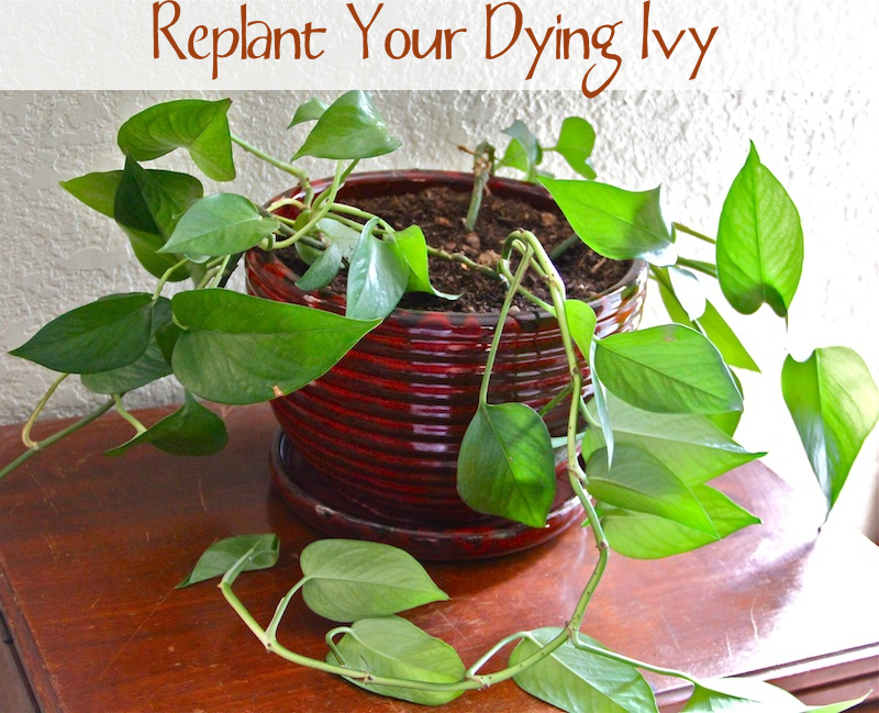 How to Save Ivy Plant