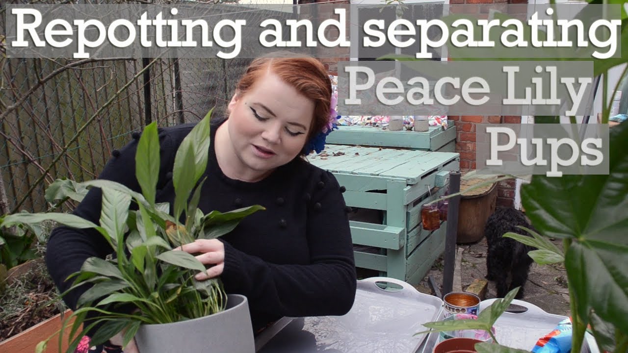 How to Separate Peace Lily