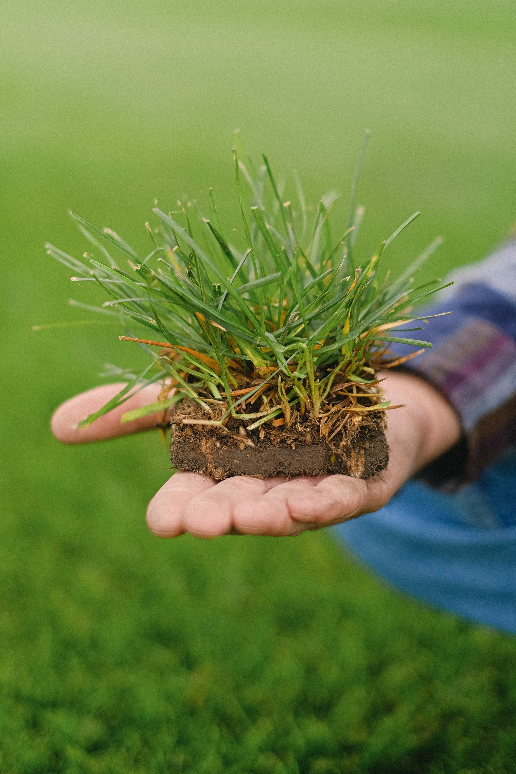 How to Tell If Sod Has Taken Root