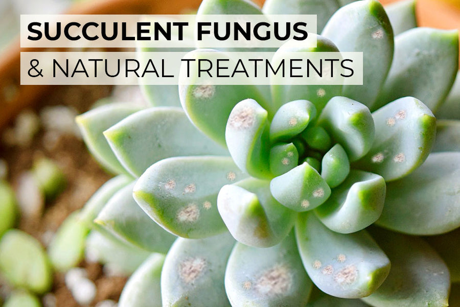 How to Treat Fungus on Succulents