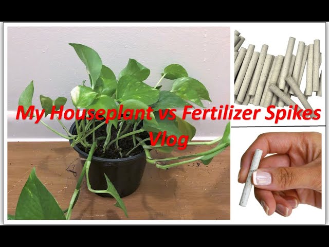 How to Use Jobe'S Fertilizer Spikes for Houseplants