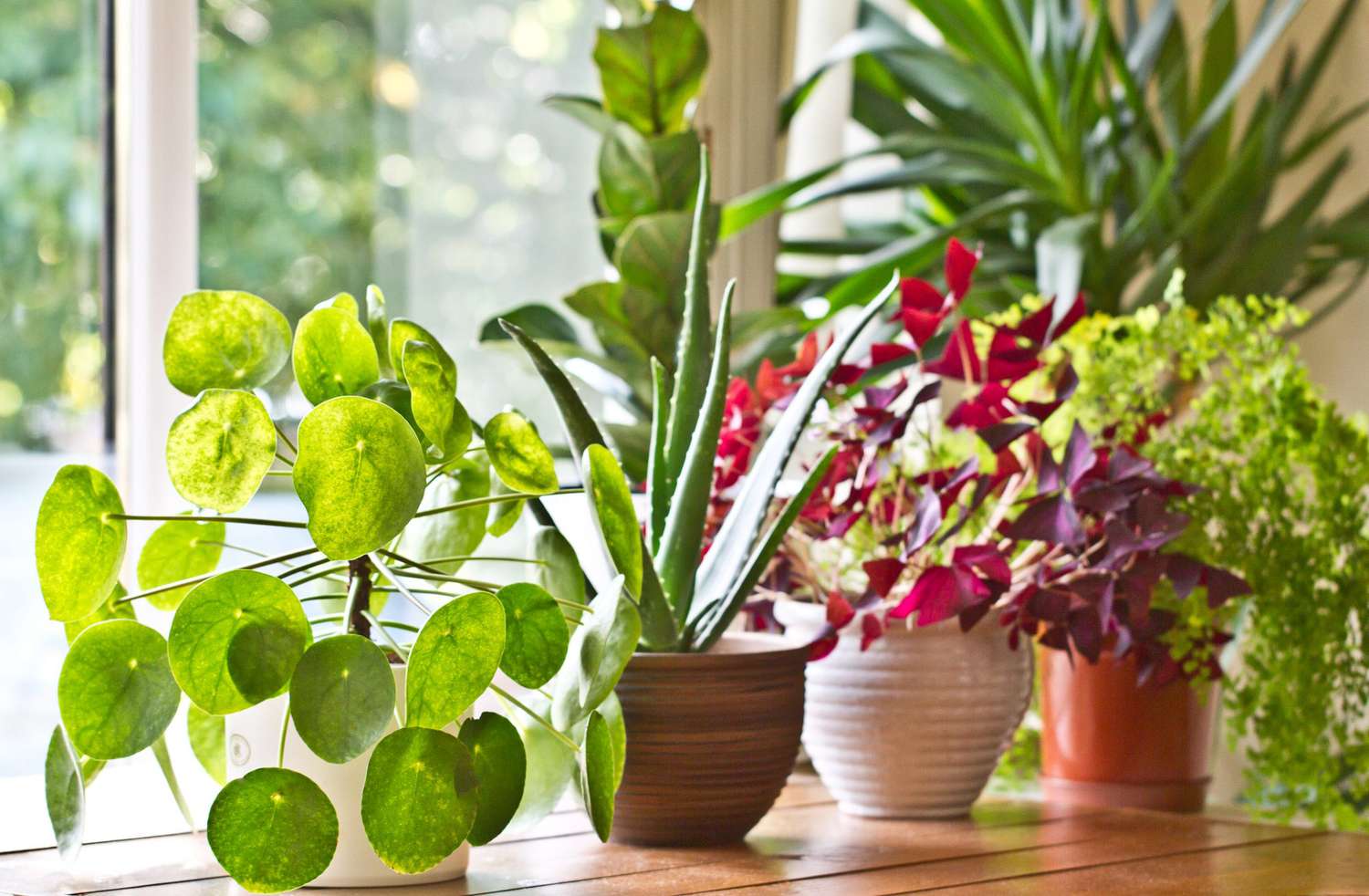 How to Water Indoor Plants With Ice Cubes