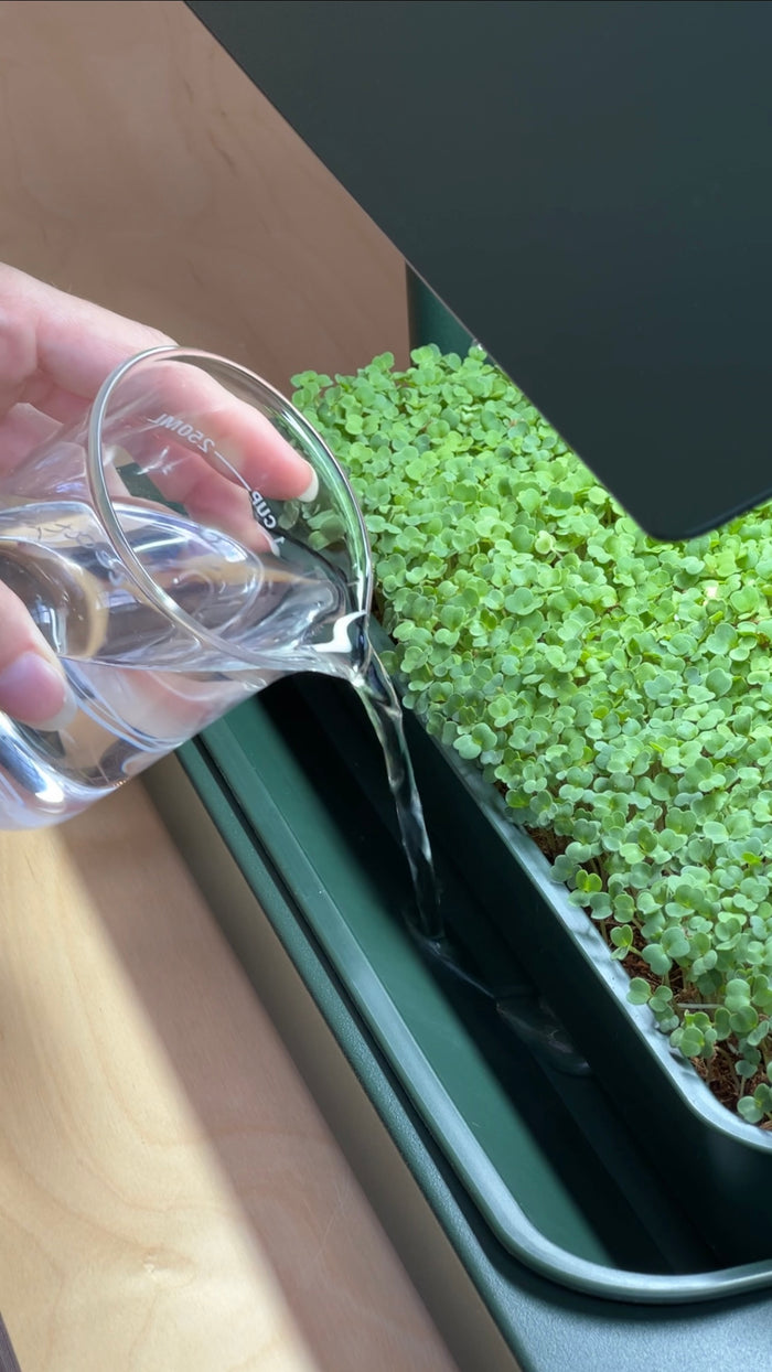 How to Water Microgreens