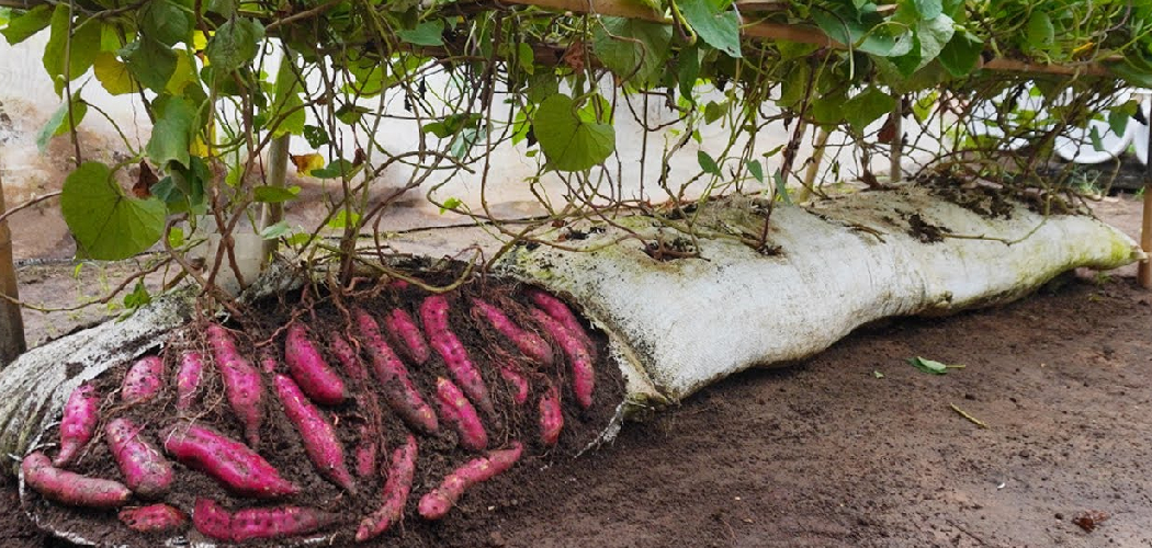 How to Grow Sweet Potatoes in Grow Bags