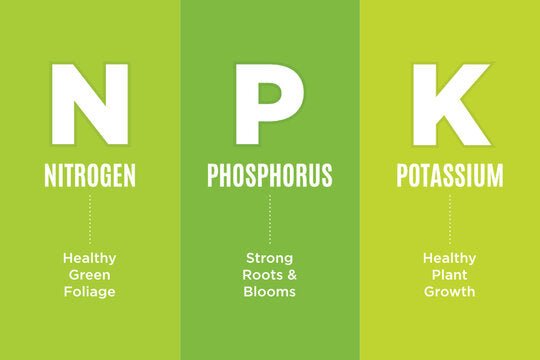 How Does Potassium Affect Plant Growth