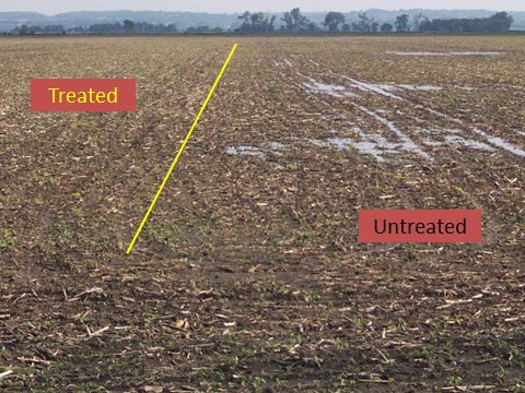 How to Correct High Magnesium in Soil