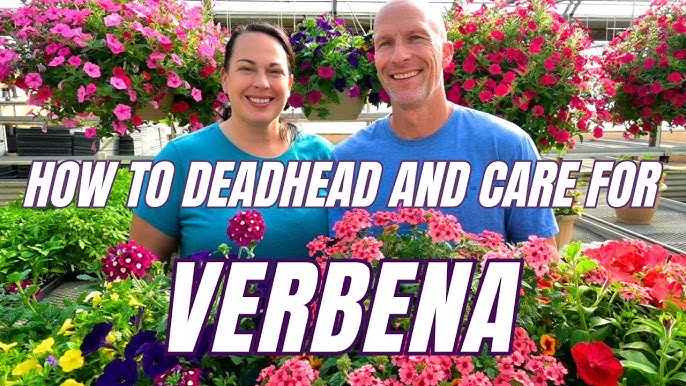 How to Deadhead Verbena in Pots