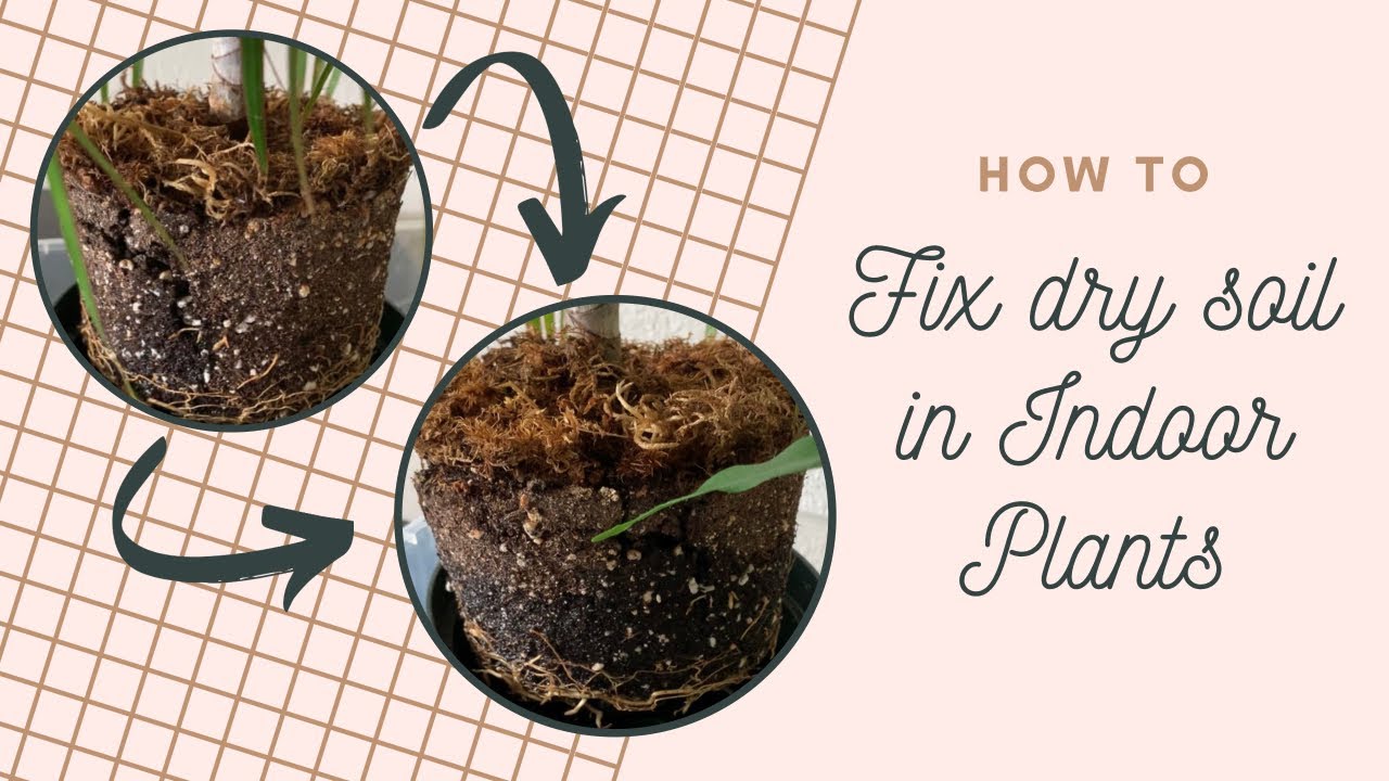 How to Dry Out Potting Soil