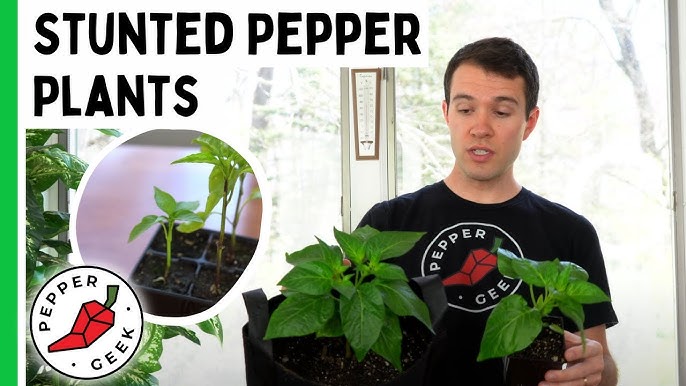 How to Fix Pepper Plants That are Stunted