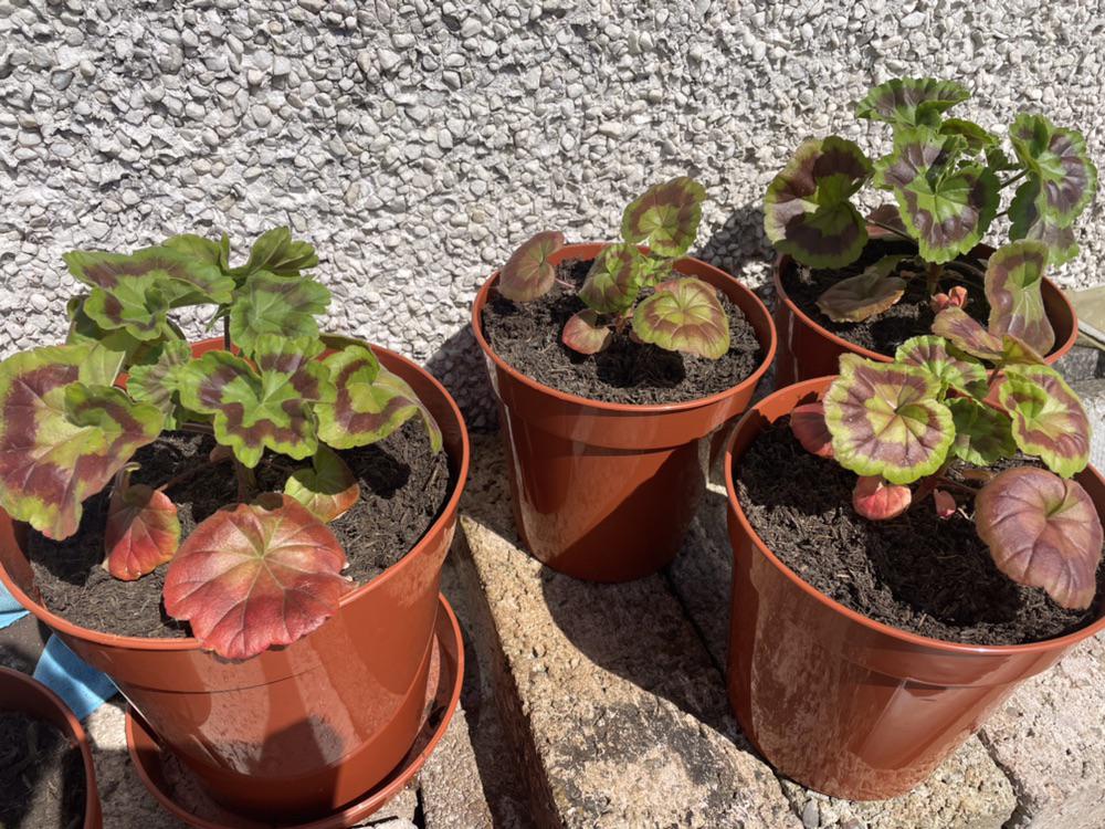 How to Fix Red Geranium Leaves