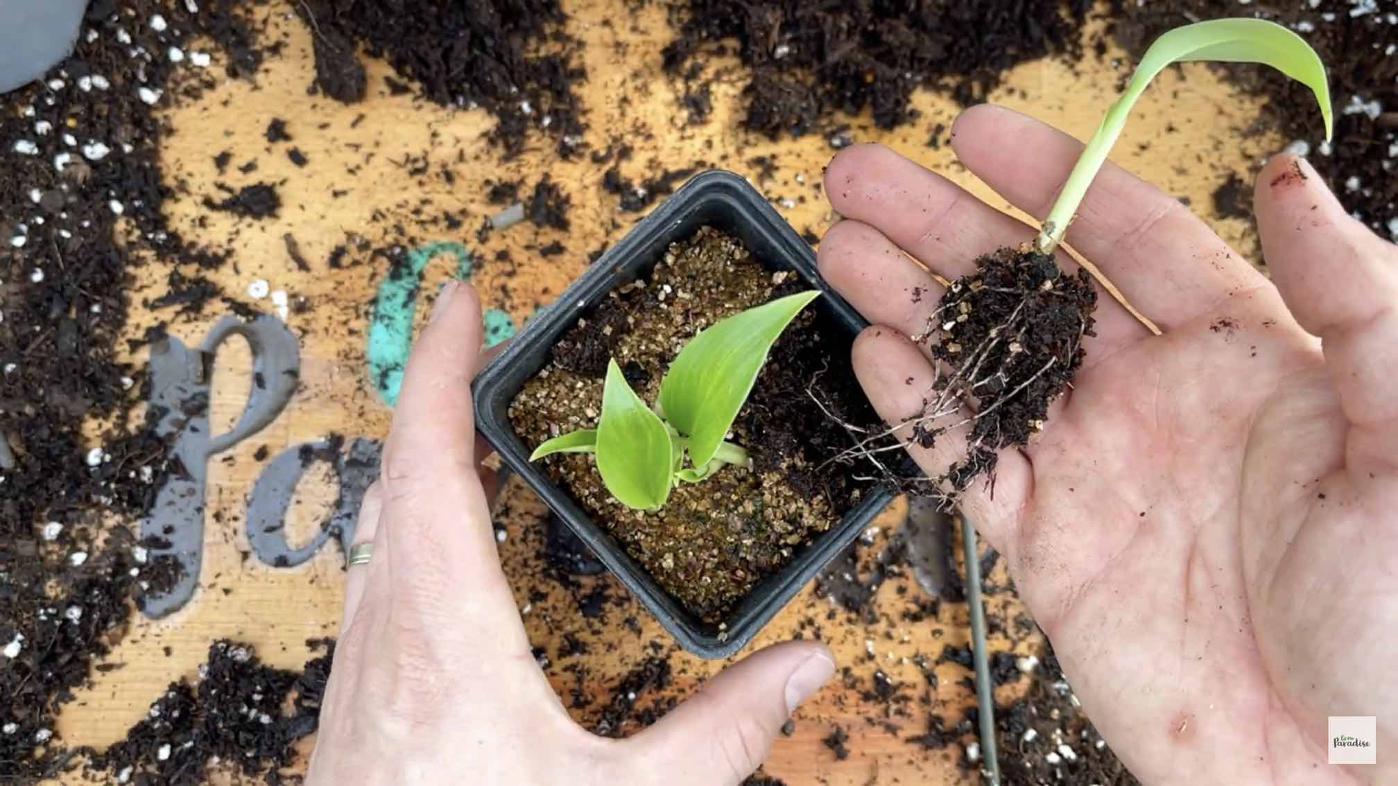 How to Germinate Banana Seeds