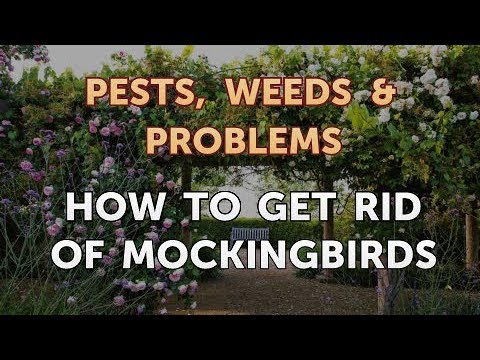 How to Get Rid of a Mockingbird in Garden